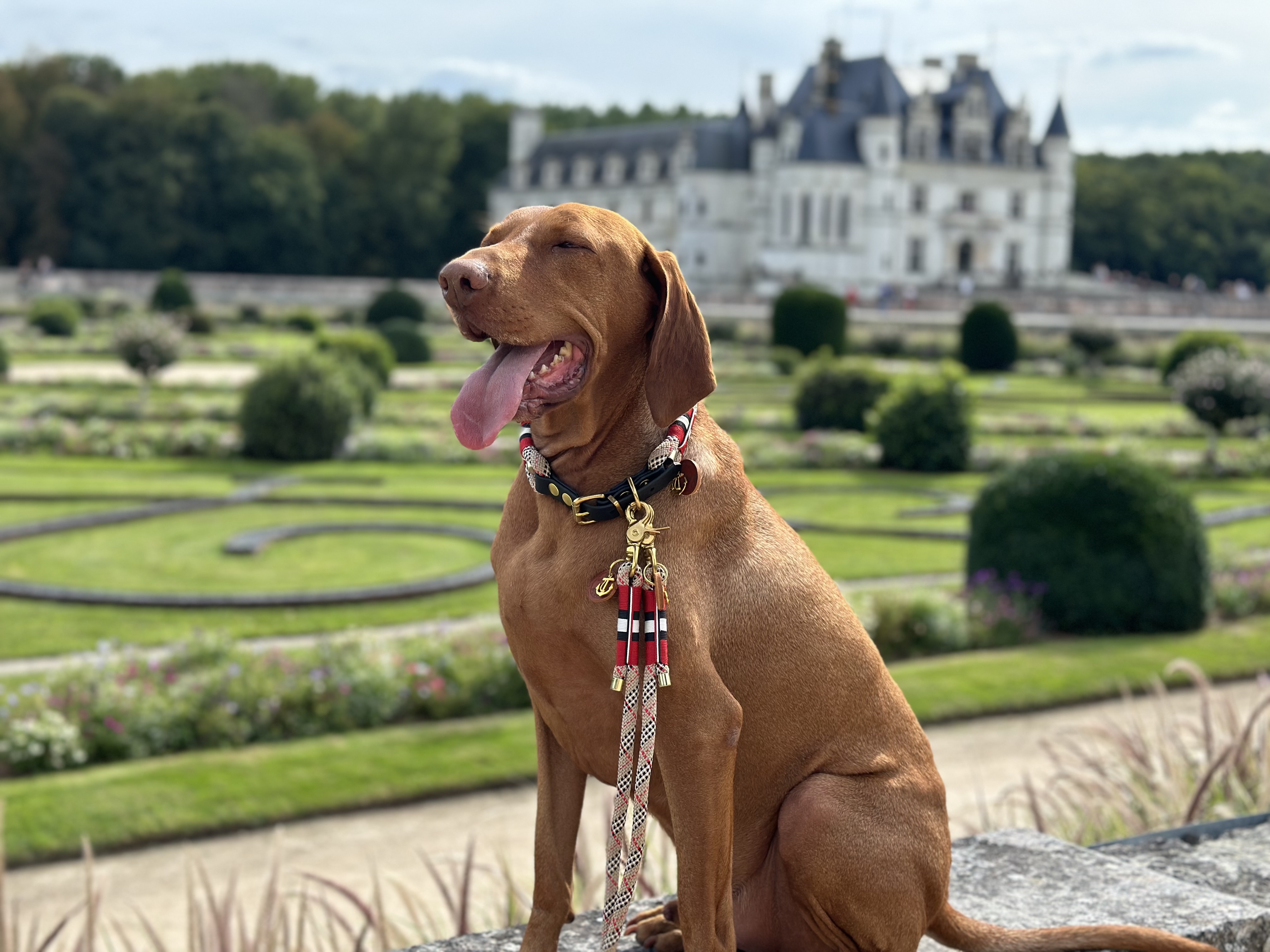 Hunde Halsband Tristan Barbara